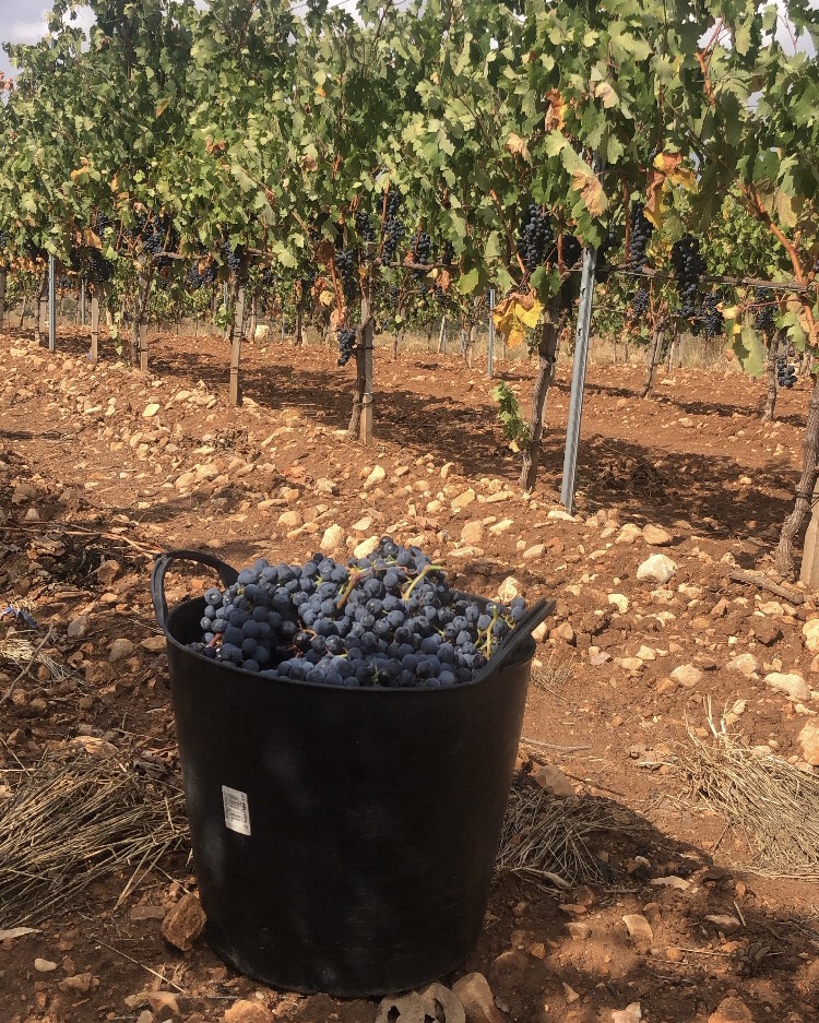 Uvas dela Bodega Severino Sanz en la Ribera del Duero