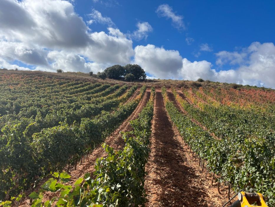 Una imagen natural de los campos con las cepas de uva de la Bodega Severino Sanz